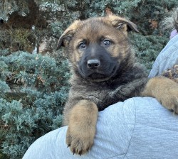 Inzerce psů Německý ovčák mohutný pejsek