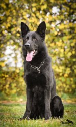 Německý ovčák mohutný pejsek