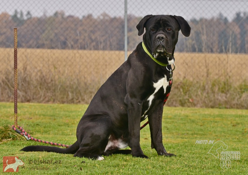 Darujeme nalezeného křížence cane corso