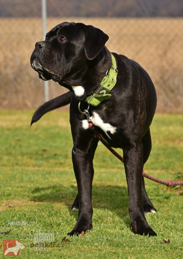 Darujeme nalezeného křížence cane corso
