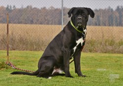 Inzerce psů Darujeme nalezeného křížence cane corso