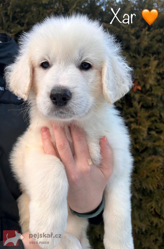 Slovenský čuvač - štěňátka s PP