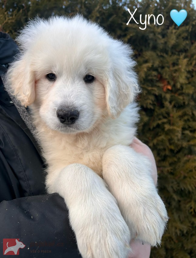 Slovenský čuvač - štěňátka s PP