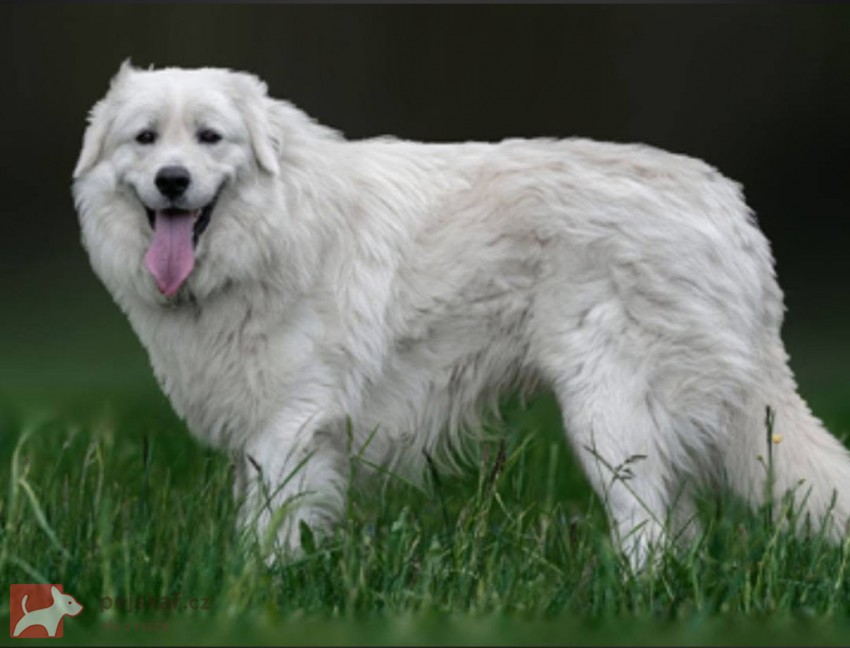 Slovenský čuvač - štěňátka s PP