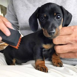 Inzerce psů Jezevčík hladkosrstý trpasličí