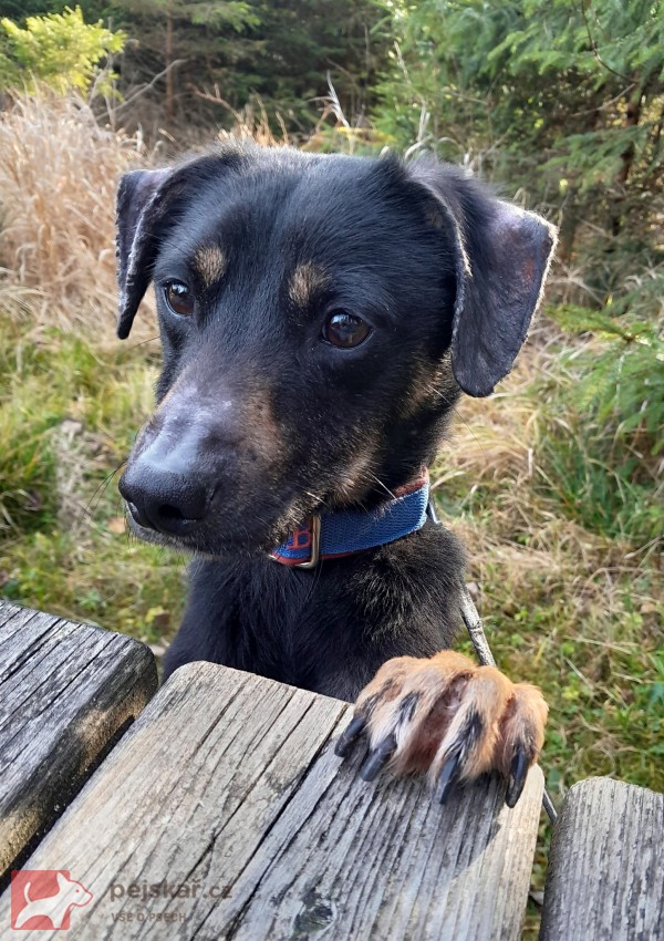 Darujeme nalezeného křížence