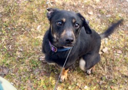 Darujeme nalezeného křížence