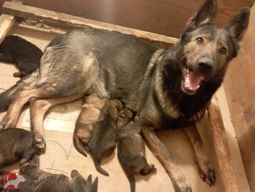 Německý ovčák štěnata s pp
