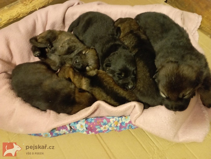 Německý ovčák štěnata s pp