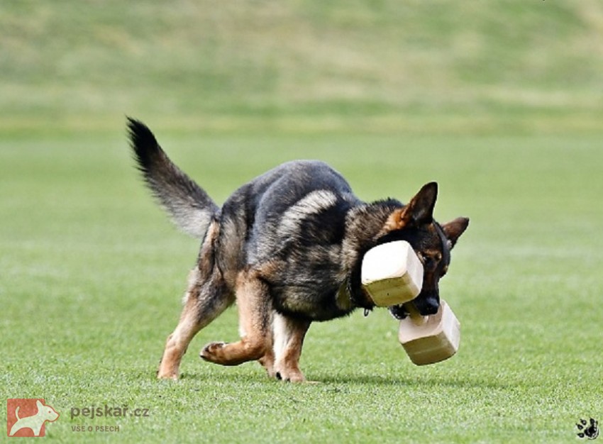 Německý ovčák štěnata s pp