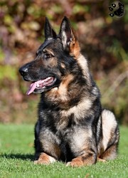 Inzerce psů Německý ovčák štěnata s pp