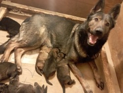 Německý ovčák štěnata s pp