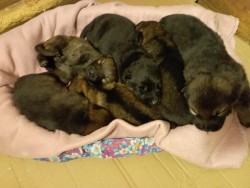 Německý ovčák štěnata s pp