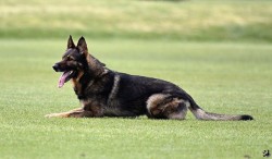 Německý ovčák štěnata s pp