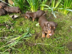Inzerce psů Prodám štěňátka jezevčíků hladkosrstého trpasličích
