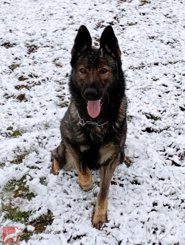 Německý ovčák štěnata s pp