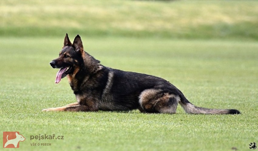 Německý ovčák štěnata s pp