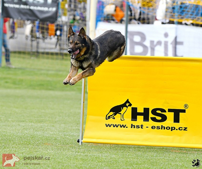 Německý ovčák štěnata s pp