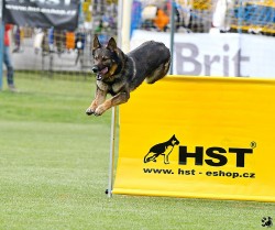 Německý ovčák štěnata s pp