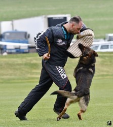 Německý ovčák štěnata s pp