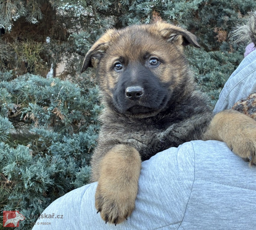 Německý ovčák pejsek