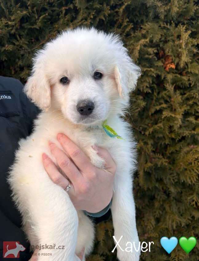 Slovenský čuvač - štěňátka s PP