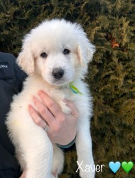 Slovenský čuvač - štěňátka s PP