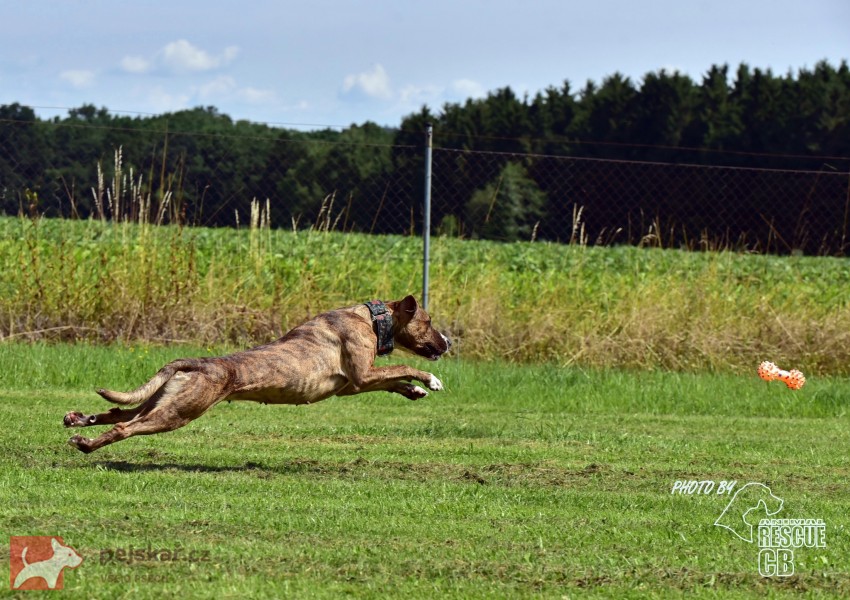 Darujeme nalezenou fenu křížence