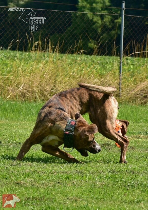 Darujeme nalezenou fenu křížence