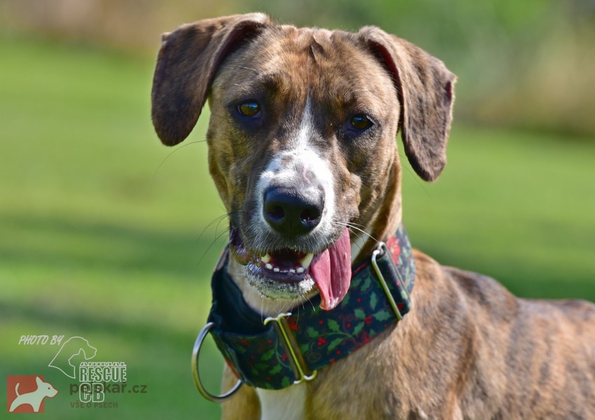 Darujeme nalezenou fenu křížence