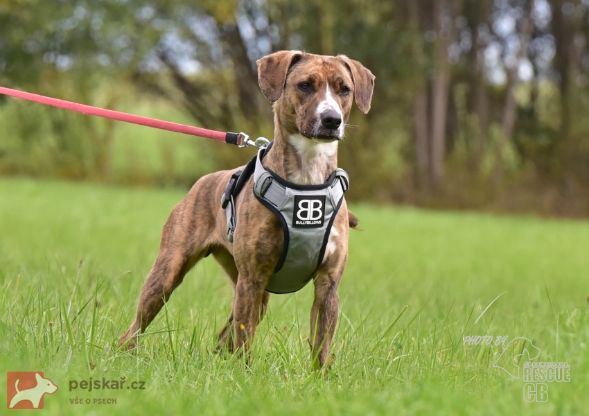 Darujeme nalezenou fenu křížence