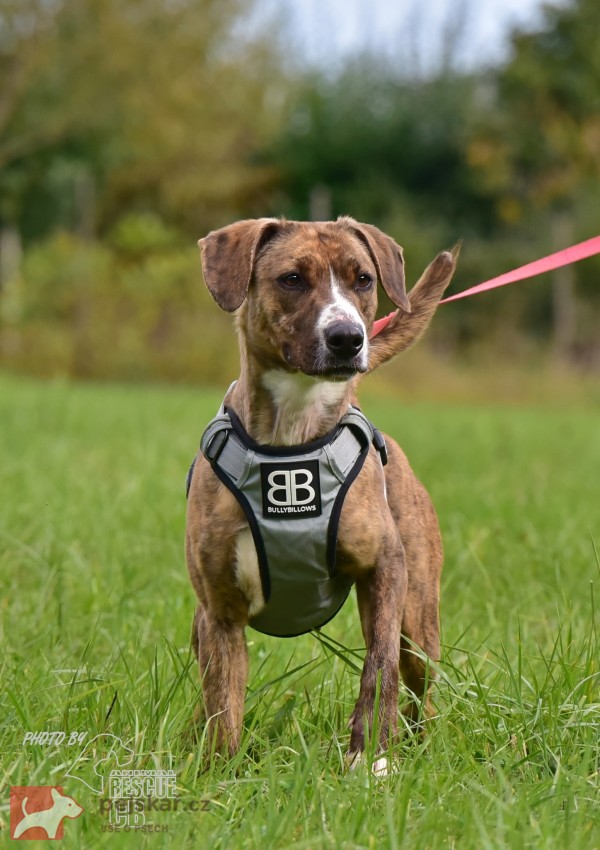 Darujeme nalezenou fenu křížence