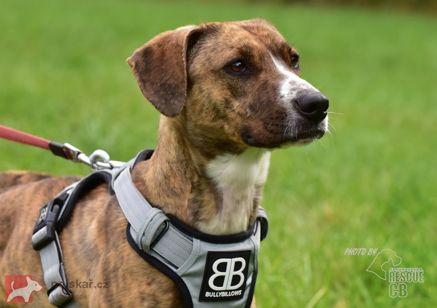 Darujeme nalezenou fenu křížence