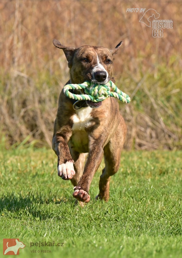 Darujeme nalezenou fenu křížence