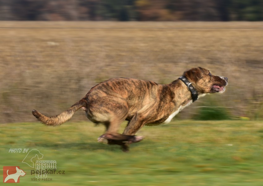 Darujeme nalezenou fenu křížence
