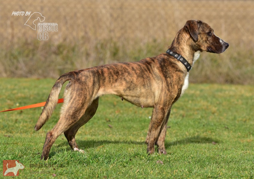 Darujeme nalezenou fenu křížence