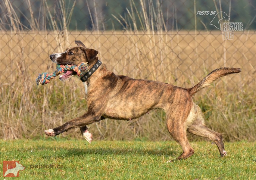 Darujeme nalezenou fenu křížence