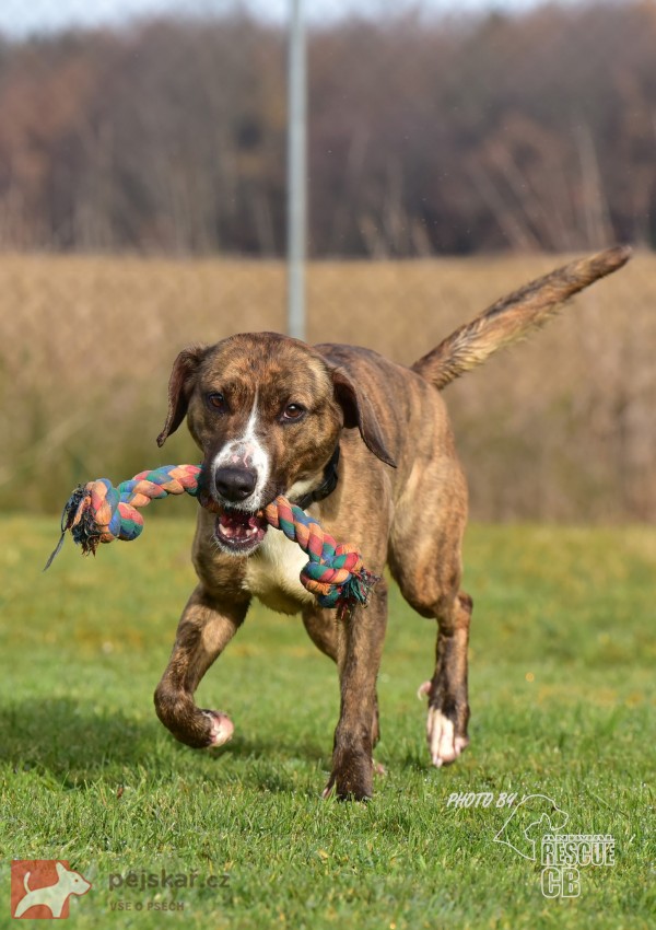 Darujeme nalezenou fenu křížence