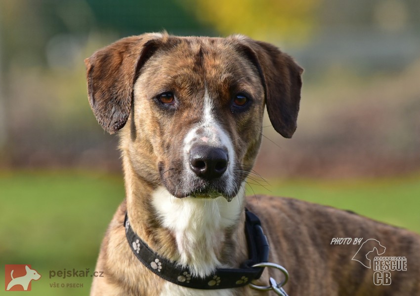 Darujeme nalezenou fenu křížence