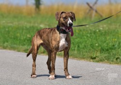 Inzerce psů Darujeme nalezenou fenu křížence