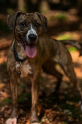 Darujeme nalezenou fenu křížence