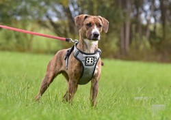 Darujeme nalezenou fenu křížence