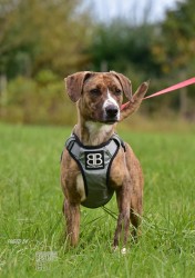 Darujeme nalezenou fenu křížence