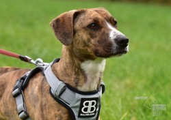 Darujeme nalezenou fenu křížence