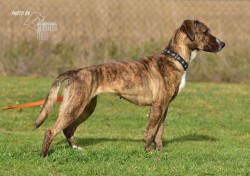 Darujeme nalezenou fenu křížence