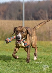 Darujeme nalezenou fenu křížence