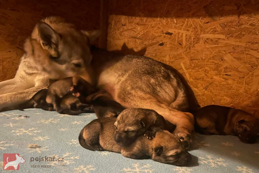 Českoslovenký vlčák s PP TOP prac.spojení