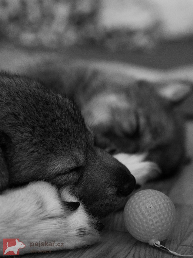 Českoslovenký vlčák s PP TOP prac.spojení