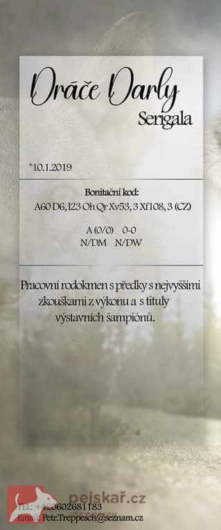 Českoslovenký vlčák s PP TOP prac.spojení