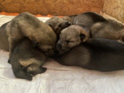 Inzerce psů Českoslovenký vlčák s PP TOP prac.spojení